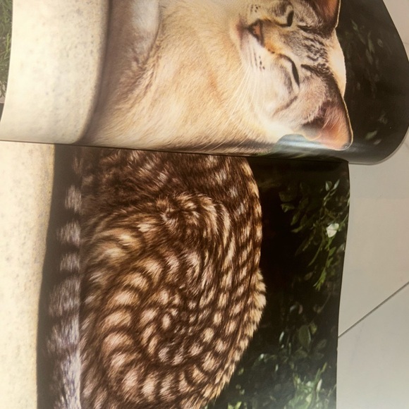 Colorful Vintage Cat Art Print Book Home Decor “Why Paint Cats” - Picture 9 of 15